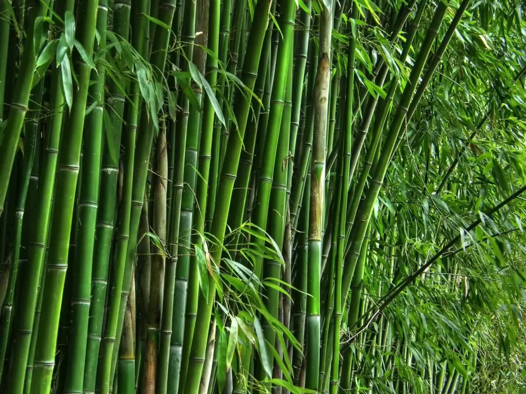 bamboo in VietNam