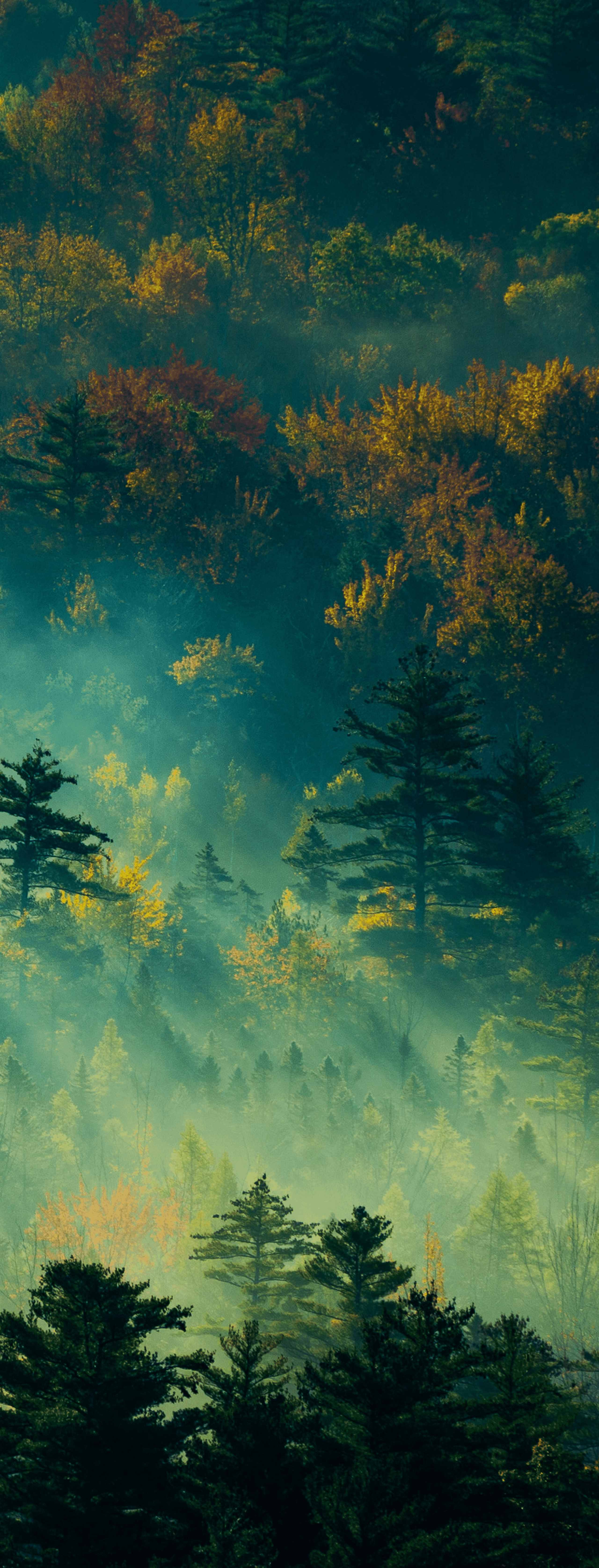 forest background 1 1